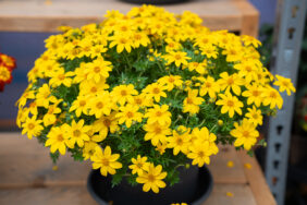 Yellow Charm™