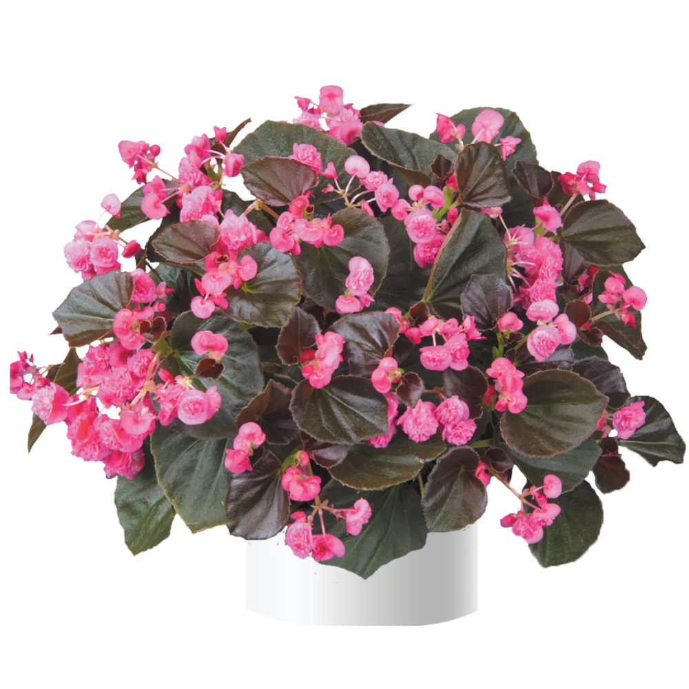 Doublet™ Rose