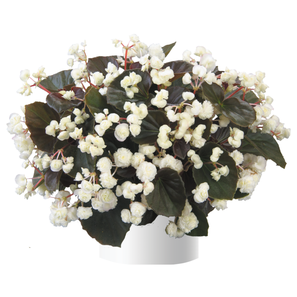 Doublet™ White