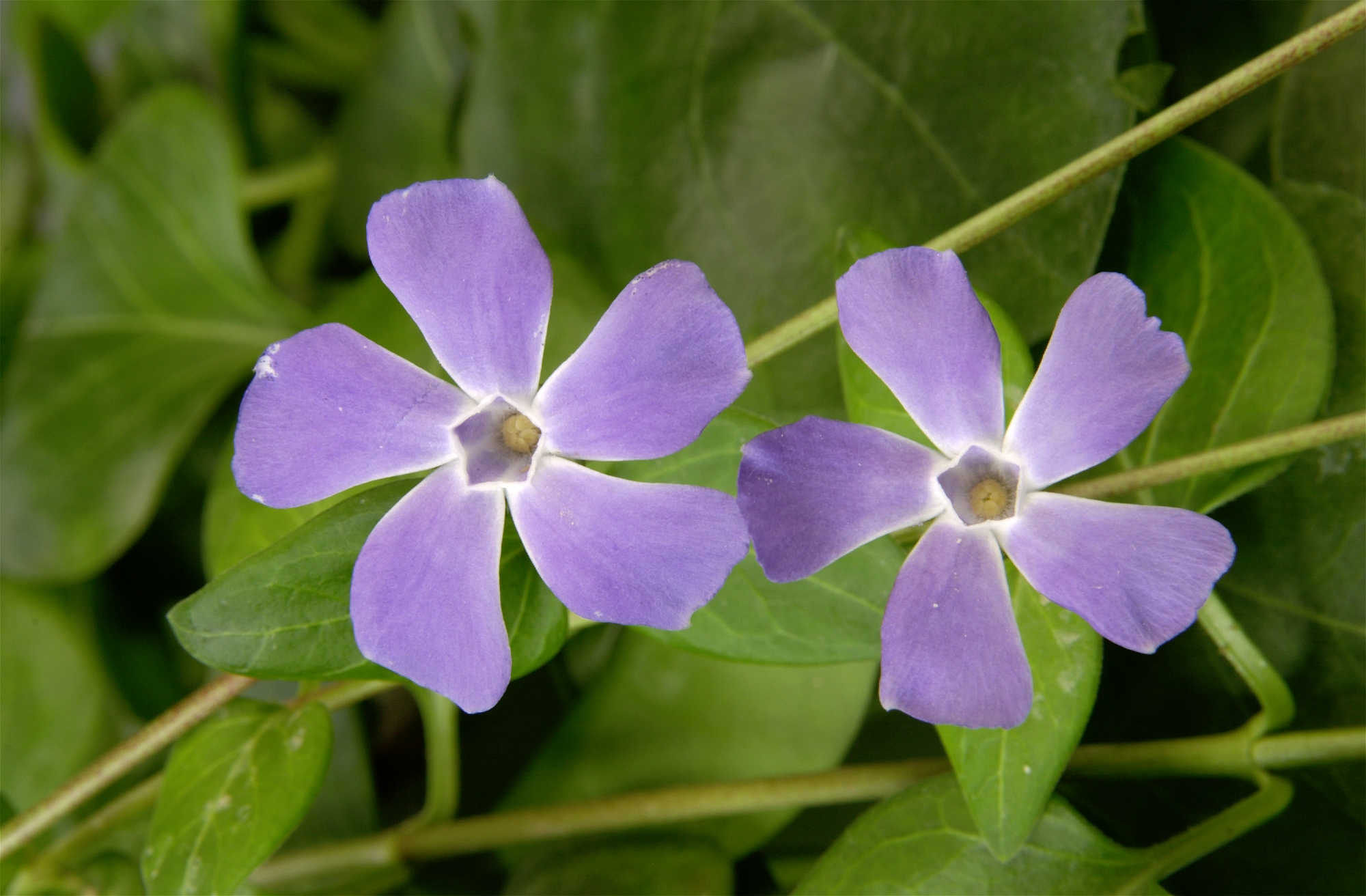 Vinca Variegata