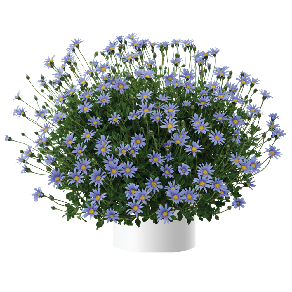 Felicity™ Blue