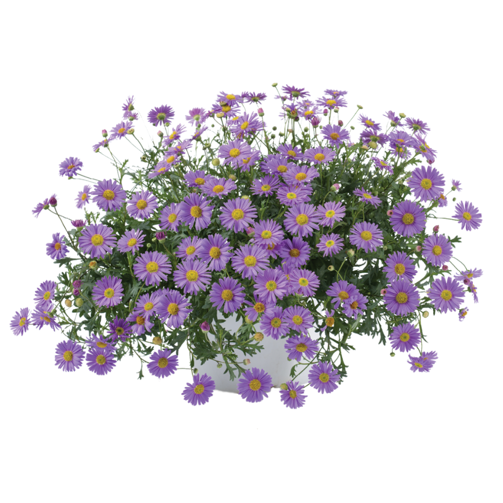 Fresco™ Purple