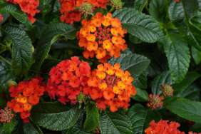 Gem™ Compact Orange Fire