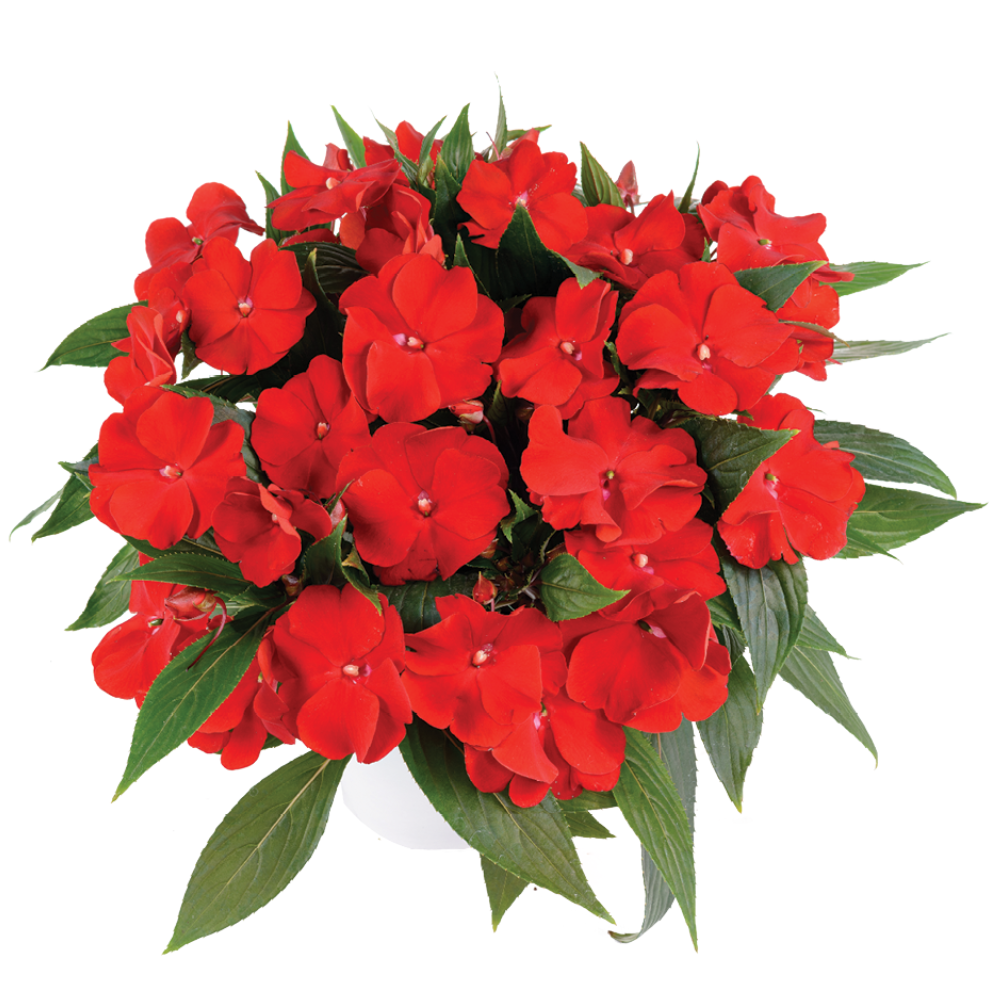 Harmony® Bold Red