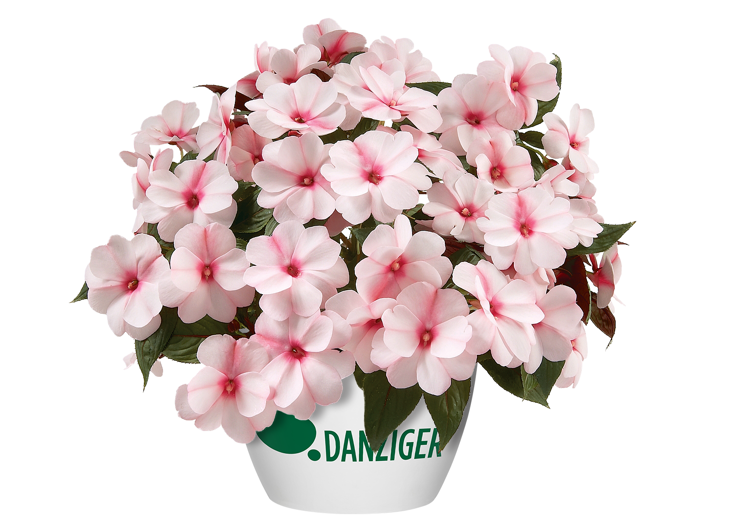 Harmony® Candy Cream