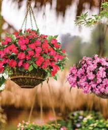 HARMONY® COLORFALL Series