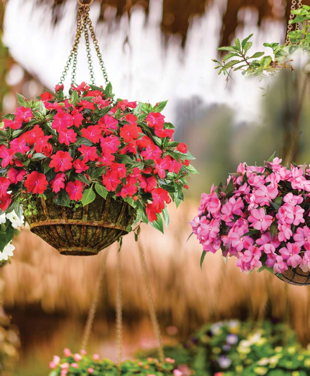 HARMONY® COLORFALL Series