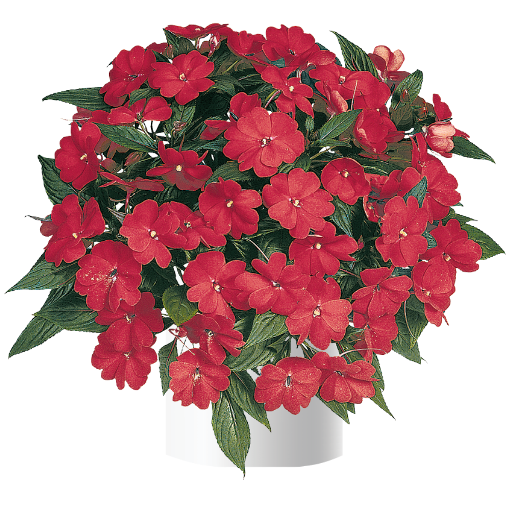 Harmony® Dark Red