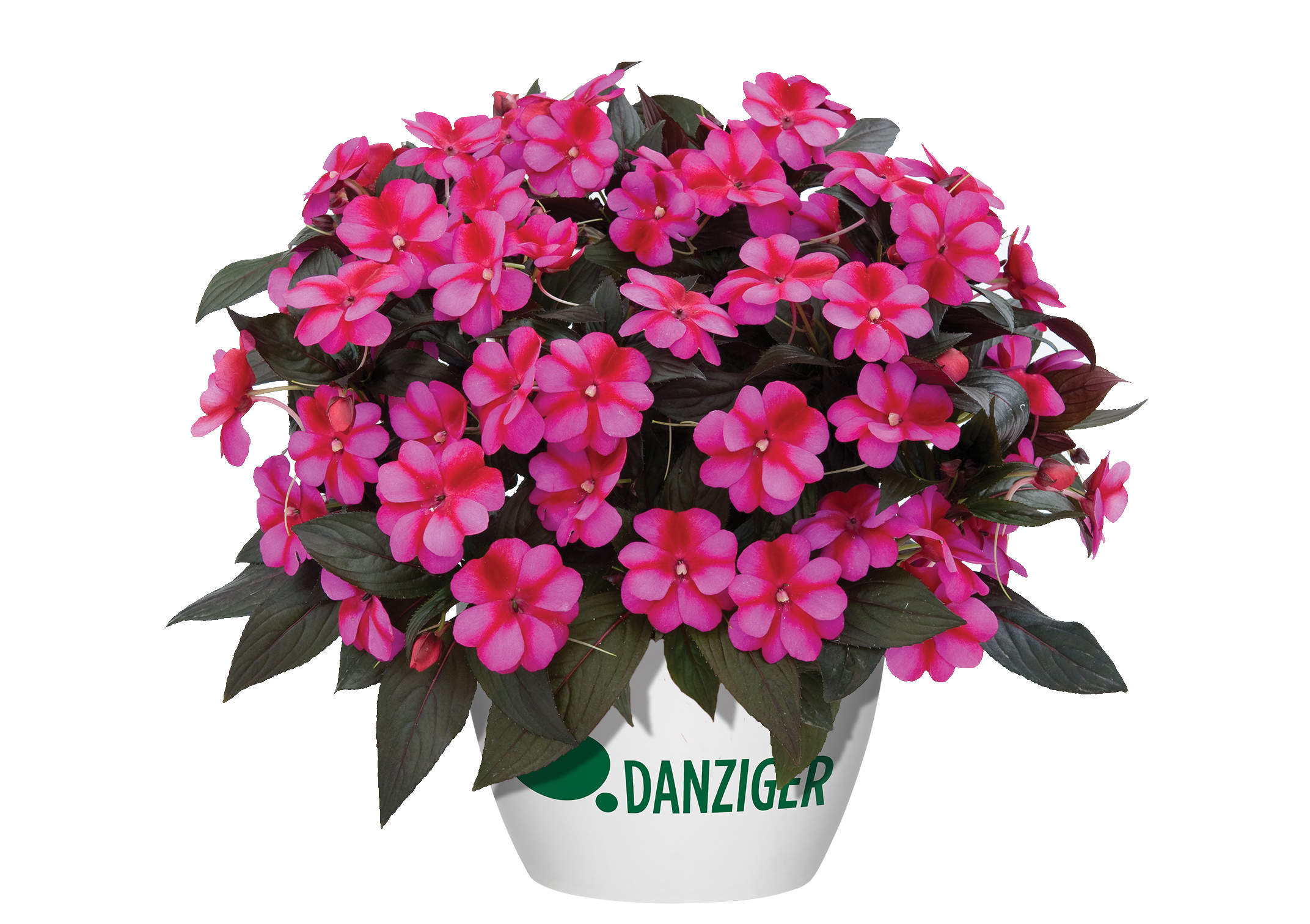 Harmony® Fuchsia Cream