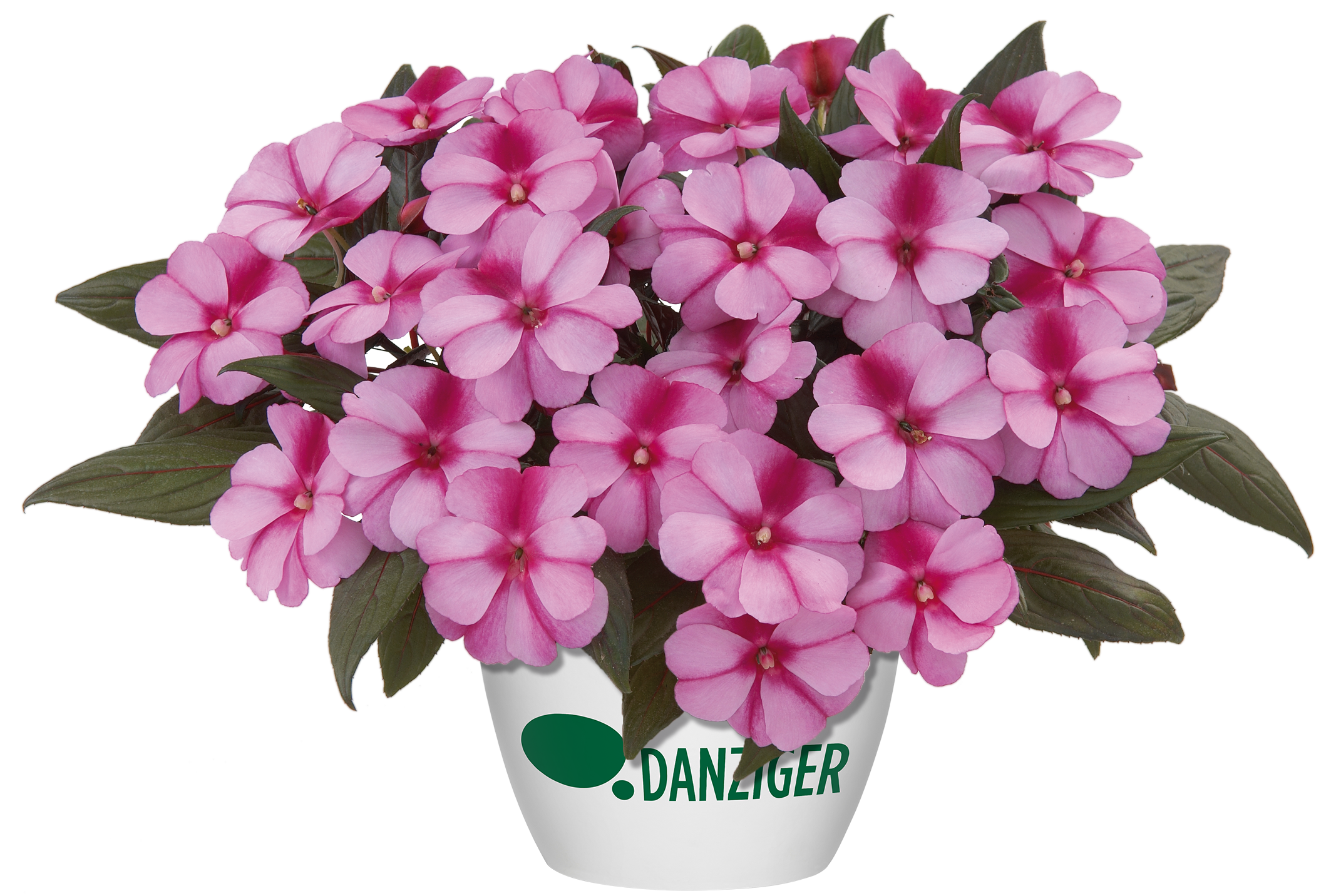 Harmony® Purple Cream