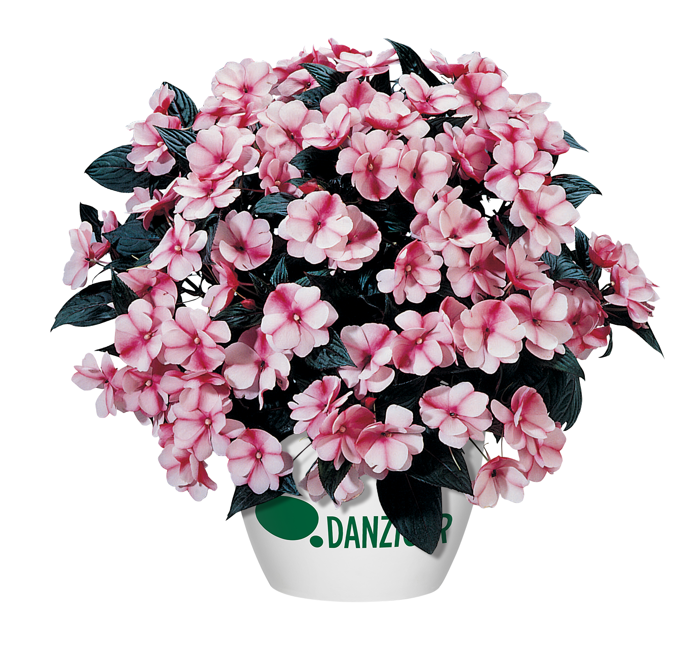 Harmony® Raspberry Cream