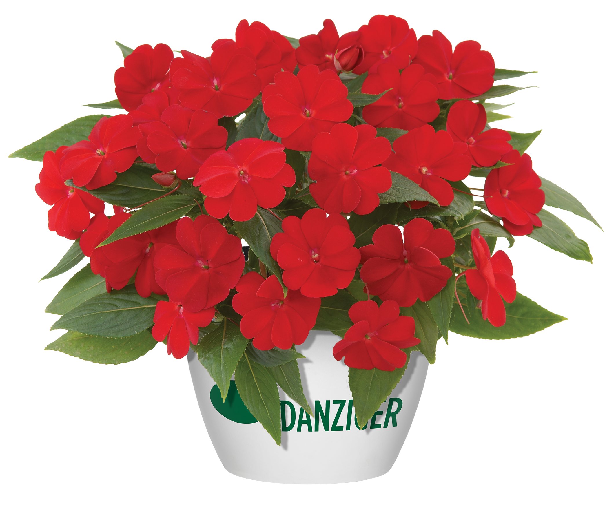 Harmony® Red Cardinal