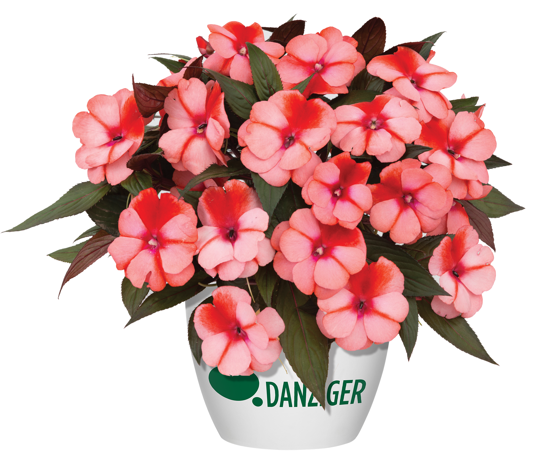 Harmony® Salmon Cream