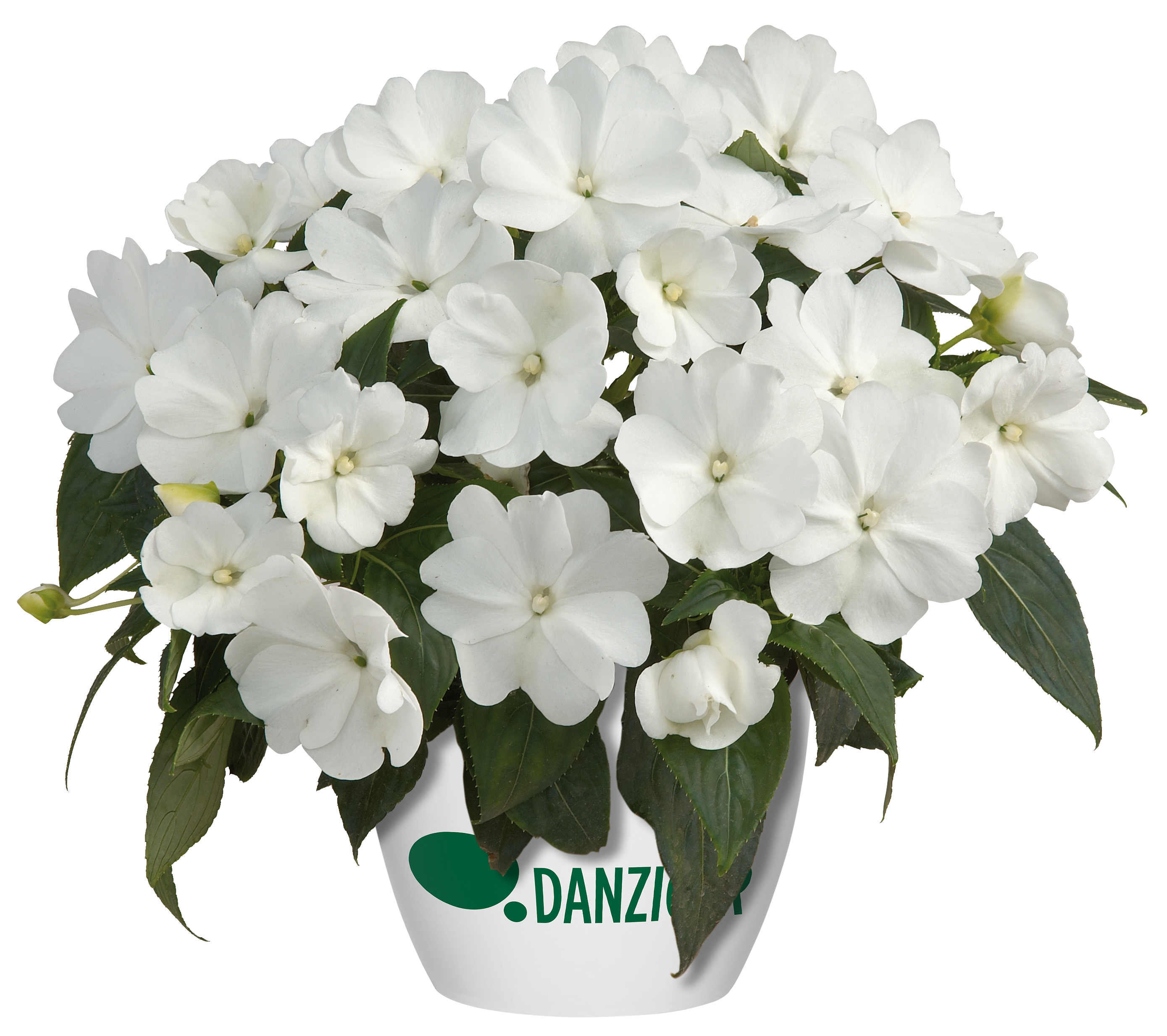 Harmony® Snow