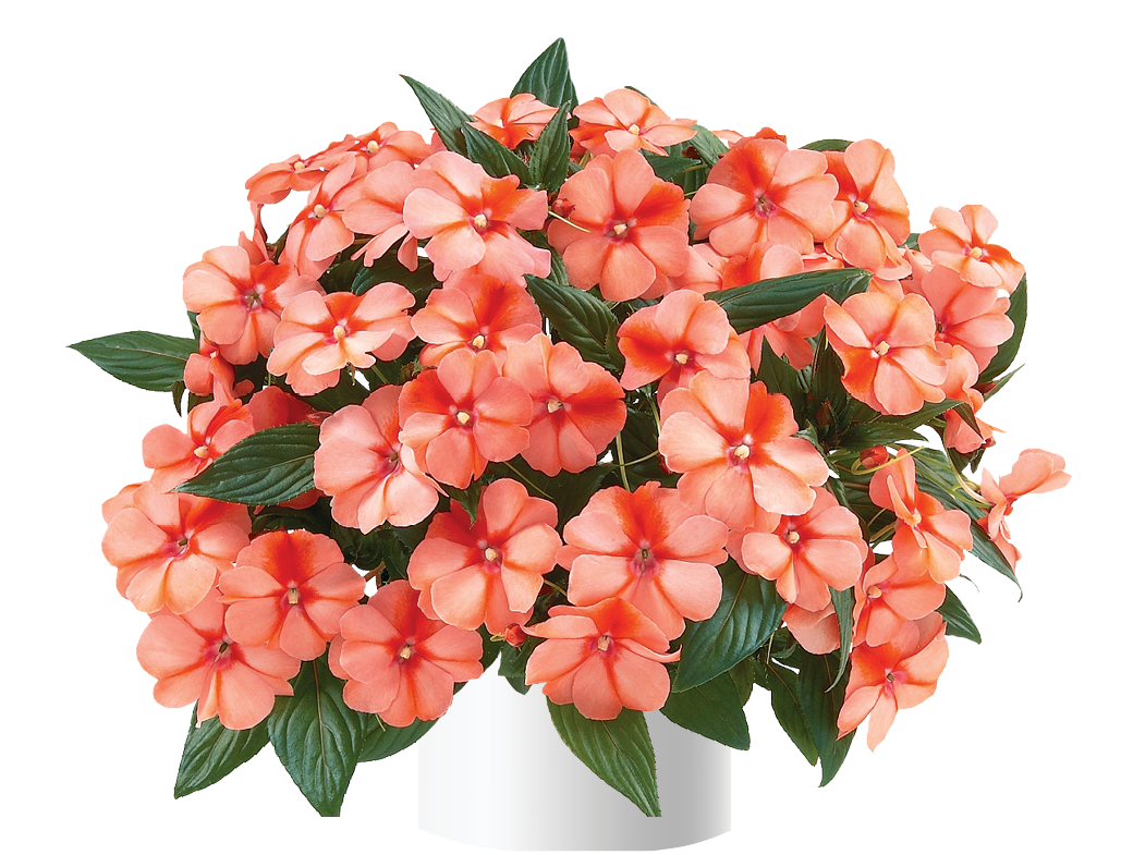 Harmony® Apricot Cream