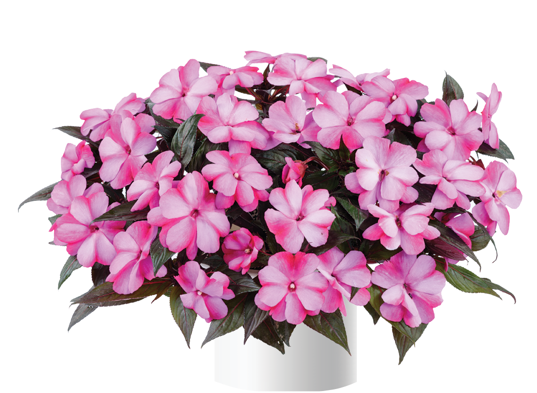 Harmony® Bubblegum