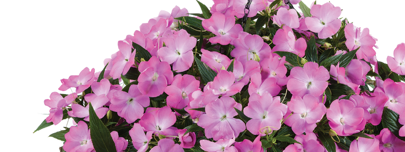 Harmony® Colorfall™ Pink