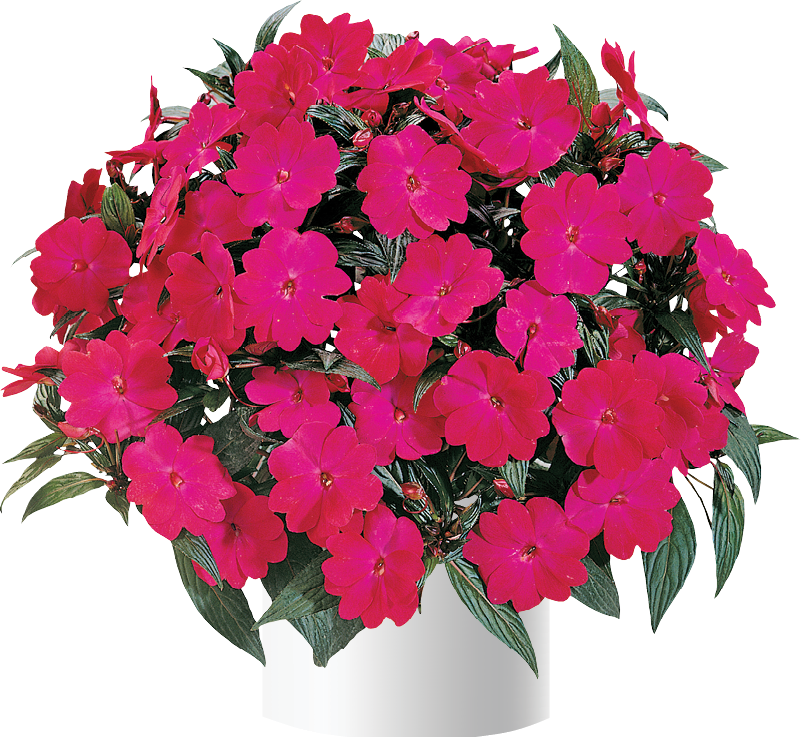 Harmony® Magenta