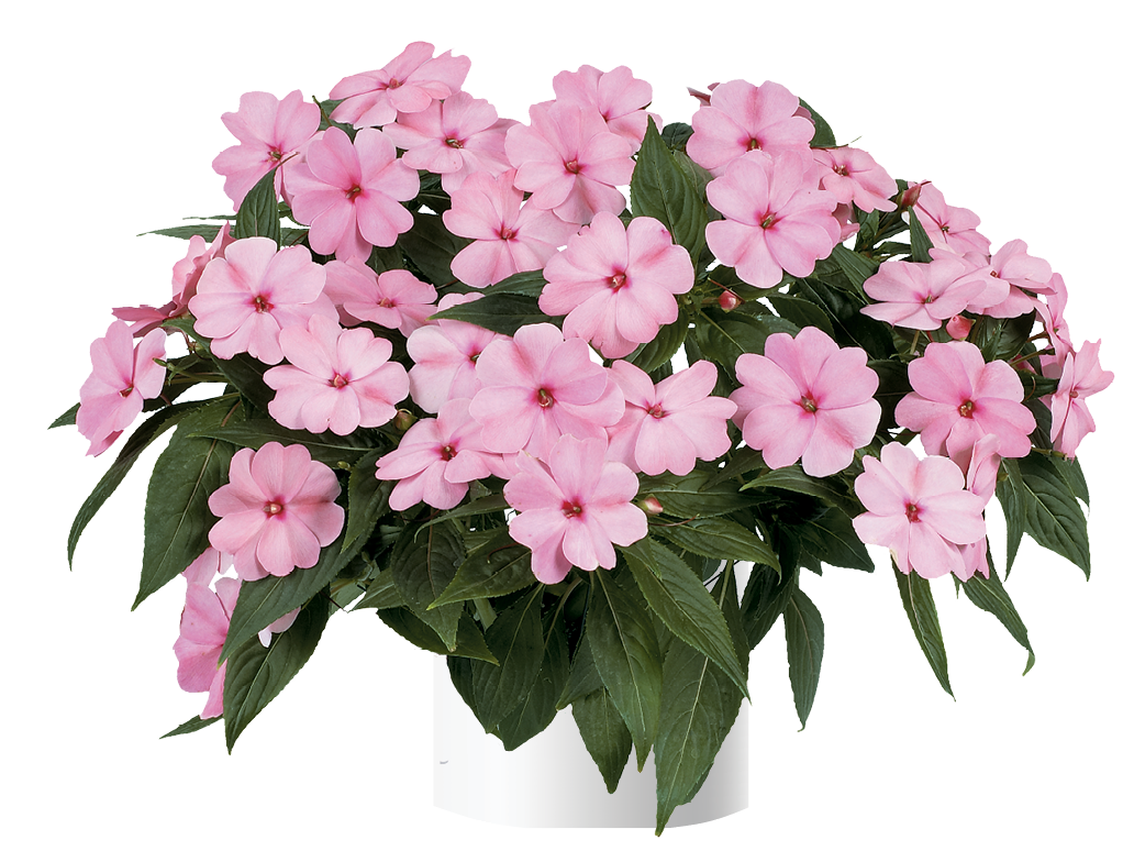Harmony® Pink Smile