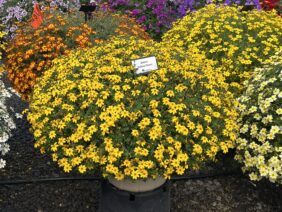 Yellow Charm™