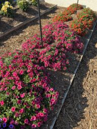 Colibri™ Malibu Pink
