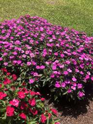 SunPatiens® Compact Hot Pink