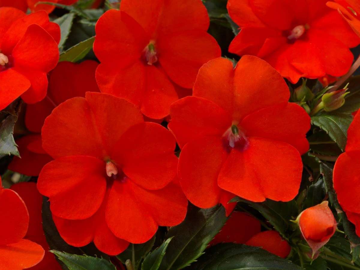 SunPatiens® Compact Electric Orange