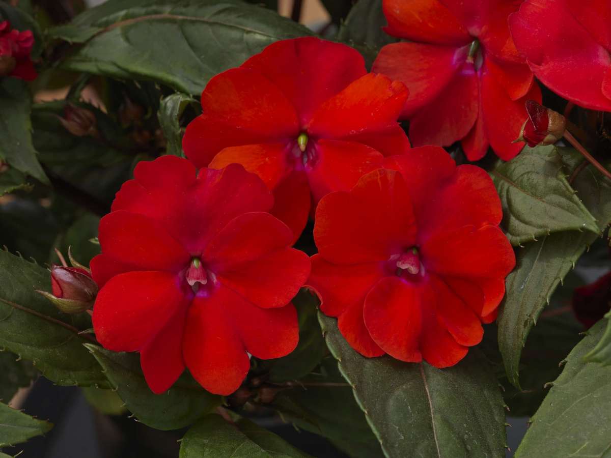 SunPatiens® Compact Red