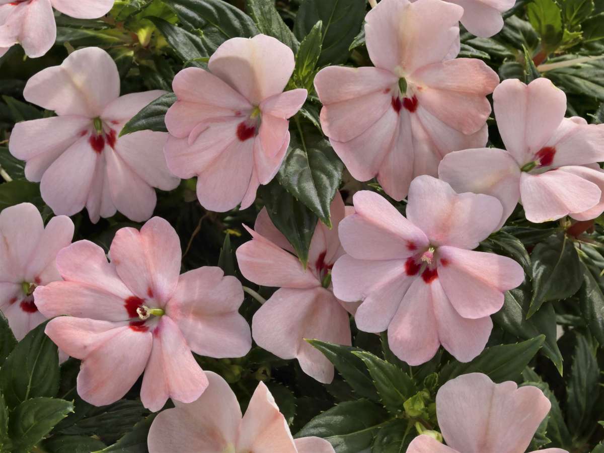 SunPatiens® Vigorous Pink Kiss