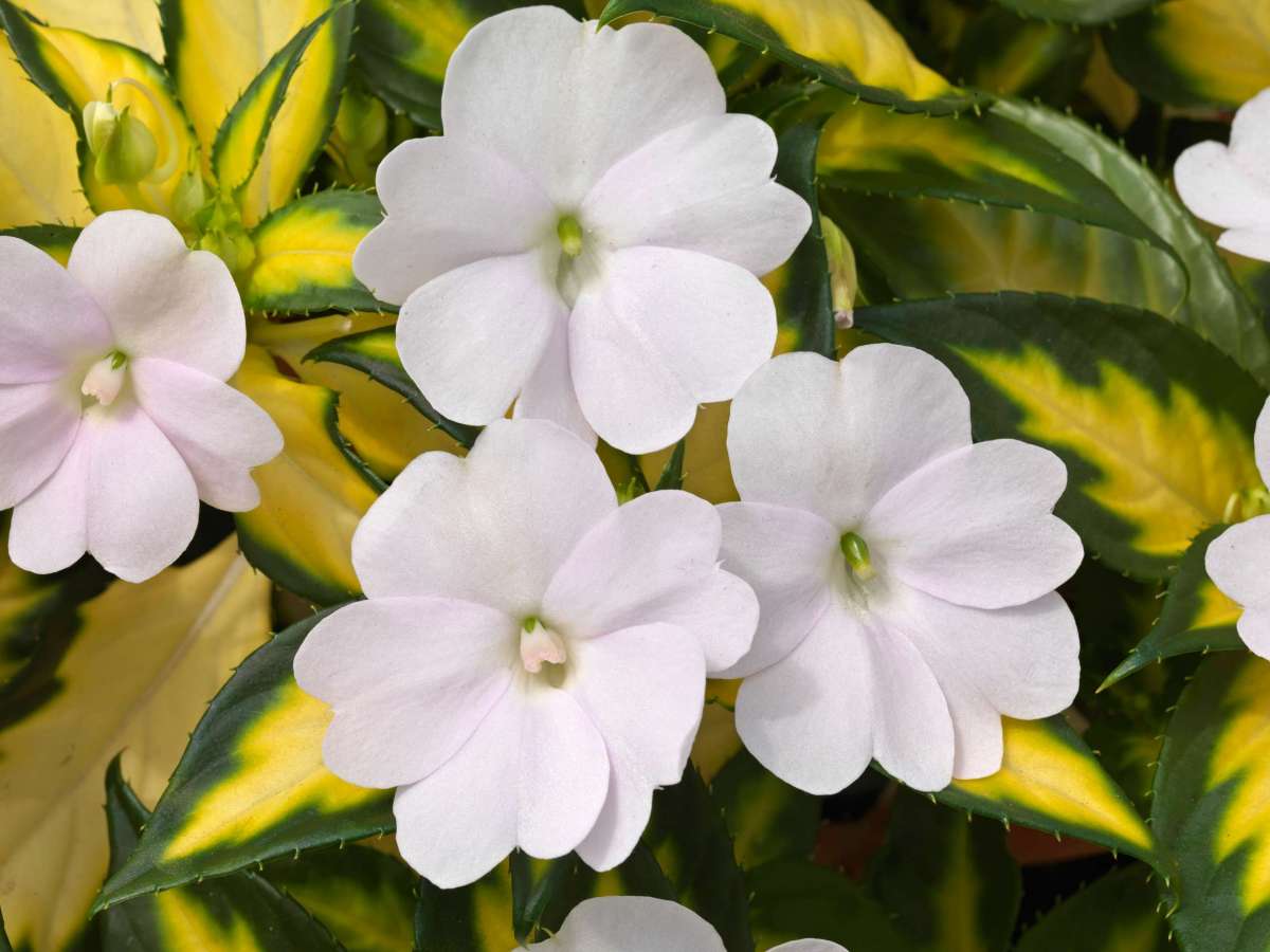 SunPatiens® Vigorous Tropical White