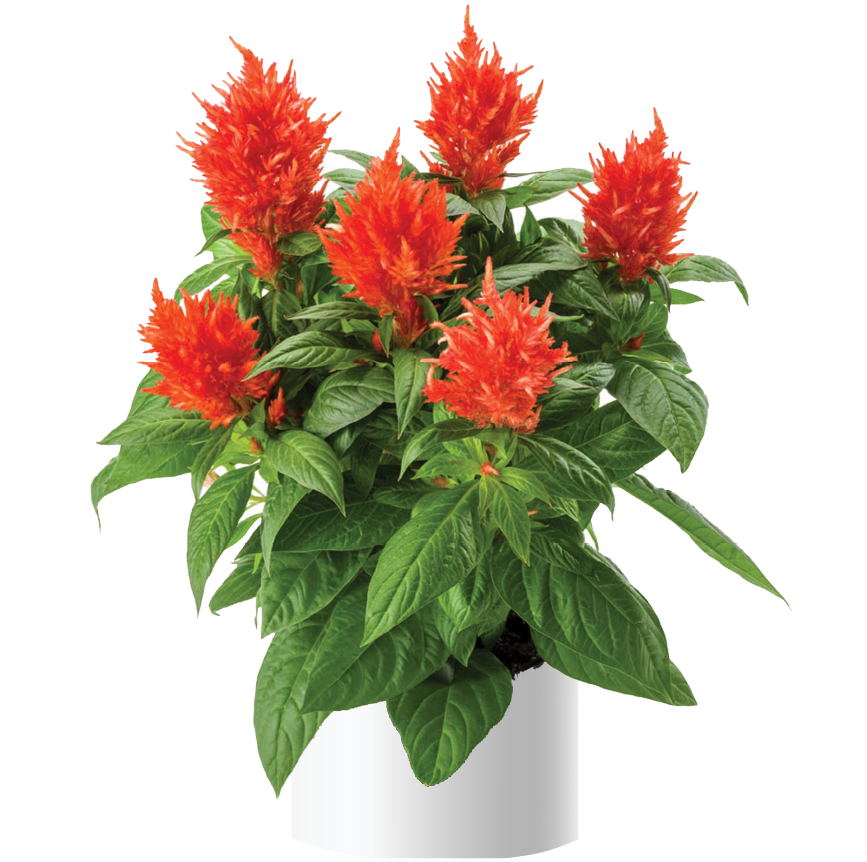 Kelos™ Fire Orange