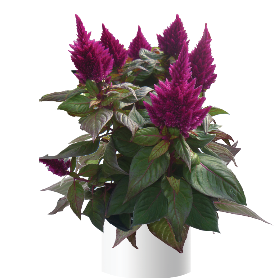 Kelos™ Fire Purple