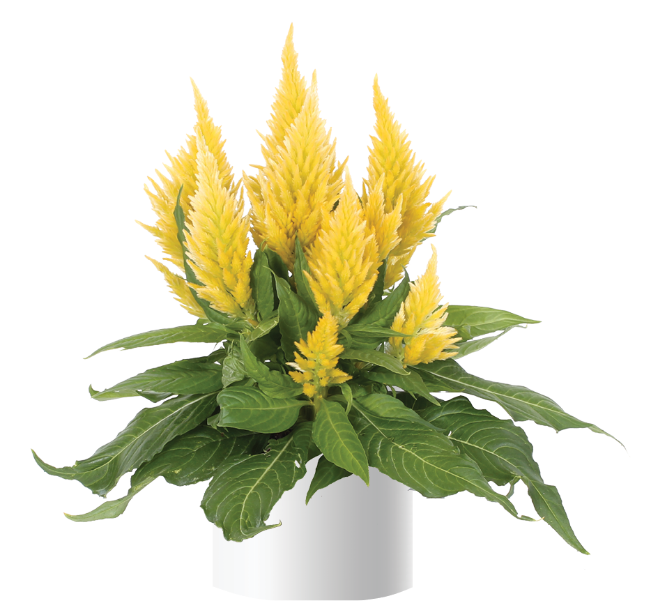 Kelos™ Fire Yellow