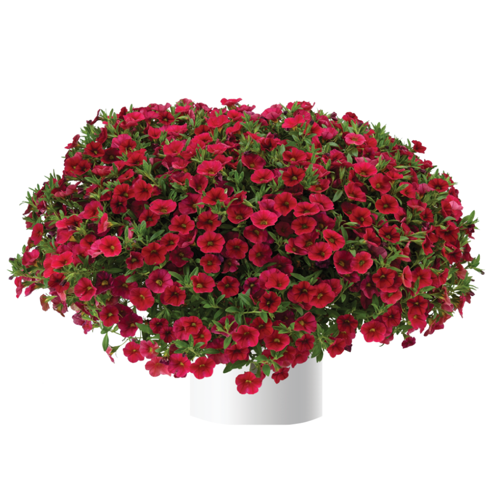 Lia™ Dark Red