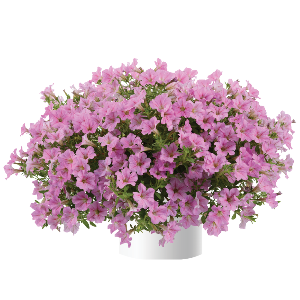 Littletunia® Pink