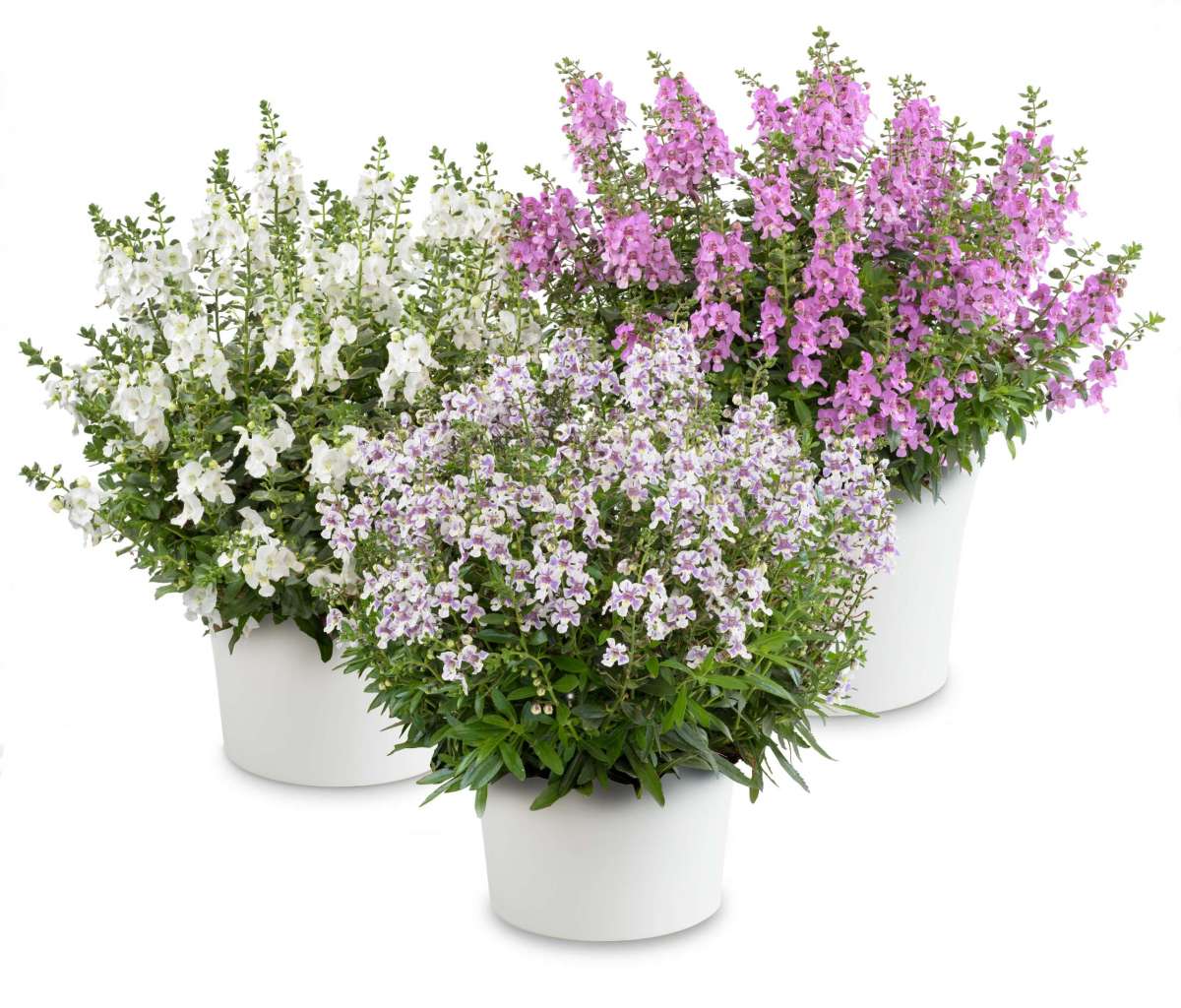 ALONIA™ Series