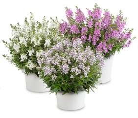 ALONIA™ Series