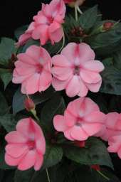 SUNPATIENS® Series