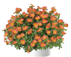 Nano™ Orange