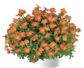 Nano™ Orange