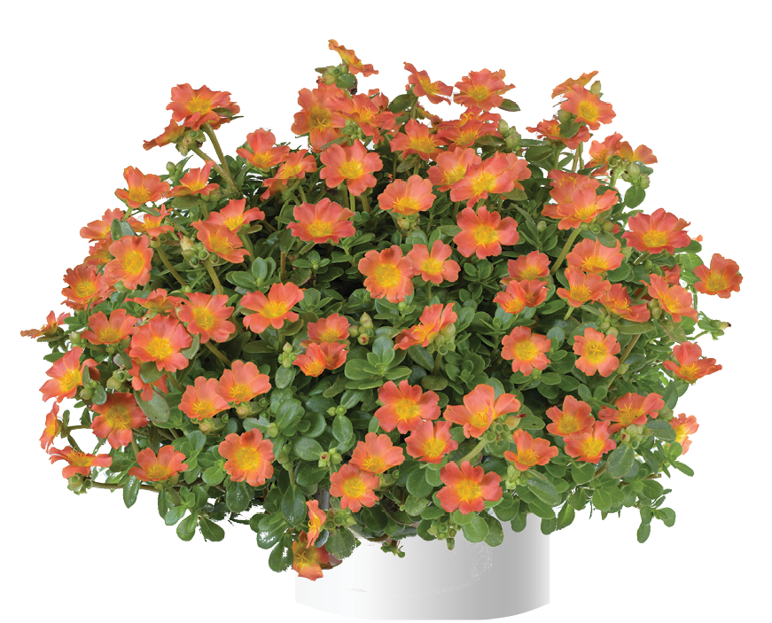 Nano™ Orange