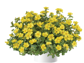 Nano™ Yellow