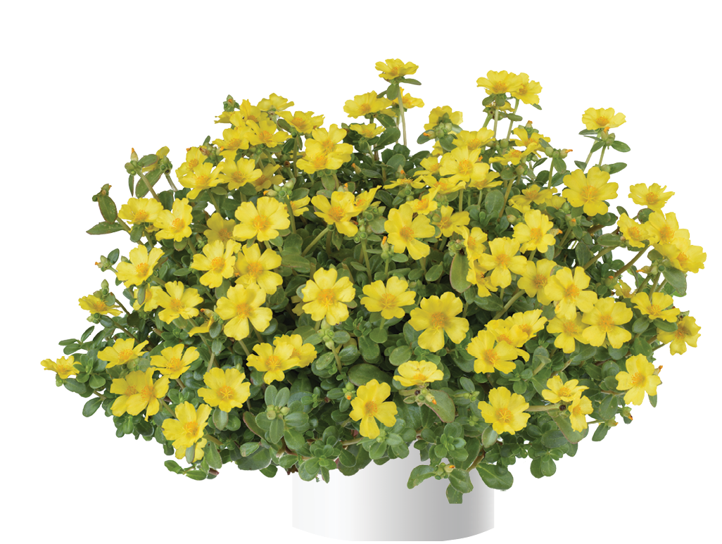 Nano™ Yellow