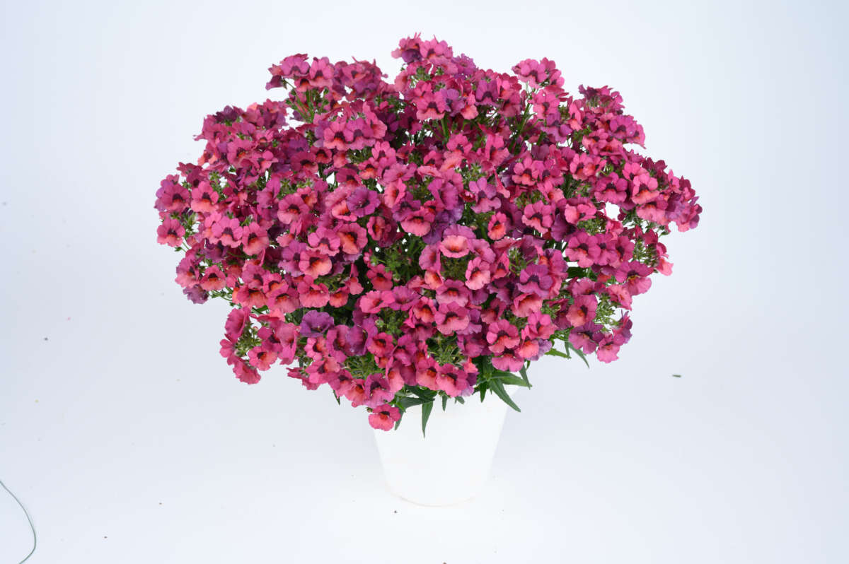 Nesia™ Magenta