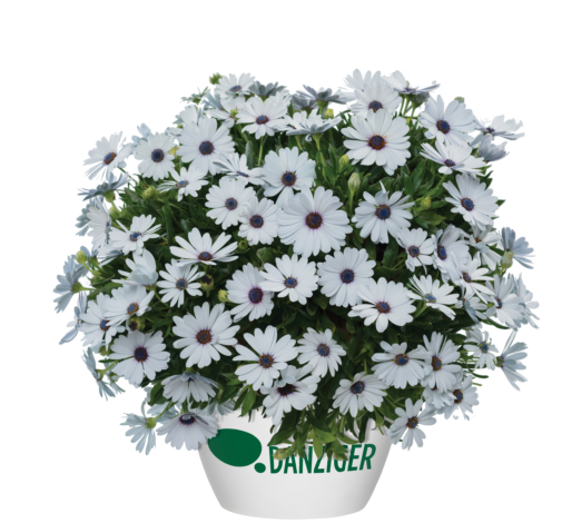 Osticade™ Pure White