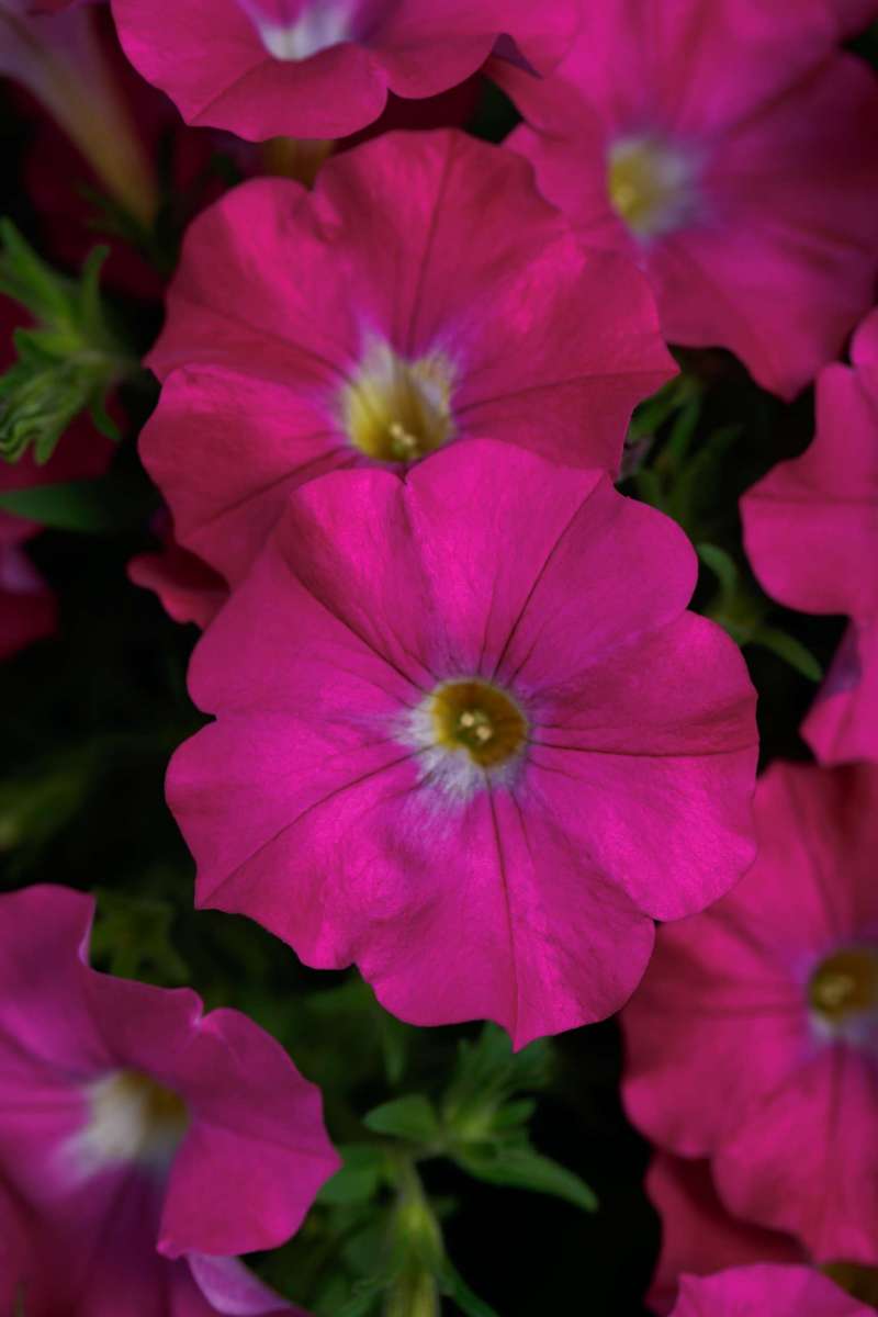 Supercal® Rose