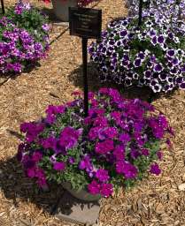 SPLASH DANCE® Purple Polka