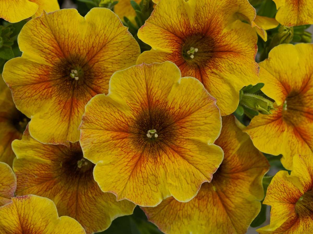 Supercal® Premium Caramel Yellow