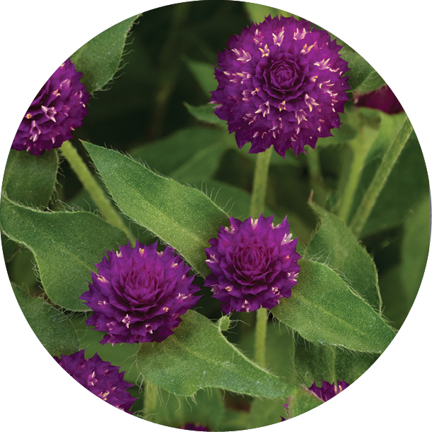 Pinball™ Purple