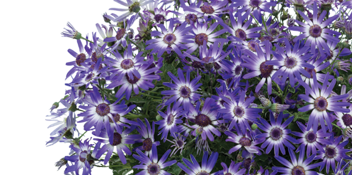 PRIMAVERA™ Series